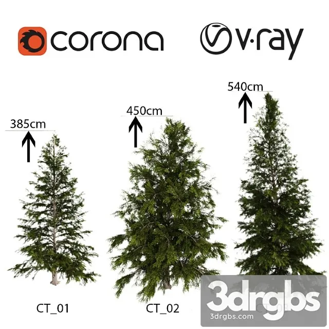 Tsuga Heterophylla Tree 3D Model Download