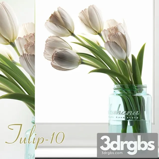Tulip 10 Tulip 10