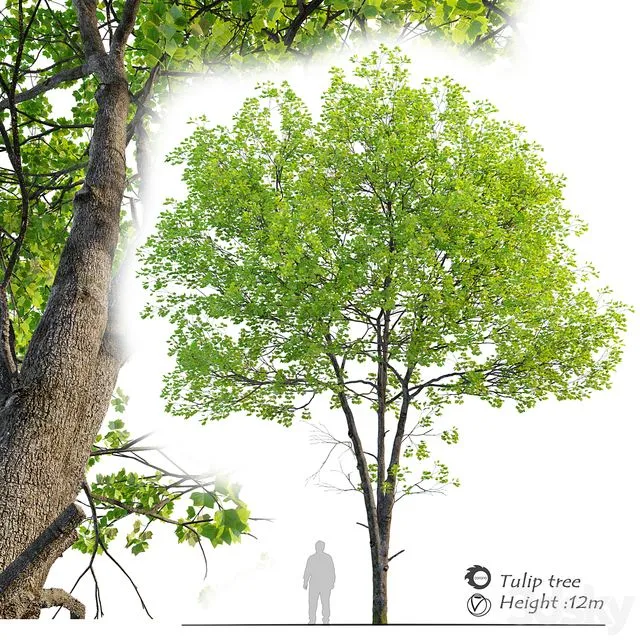 Tulip tree 3D Model