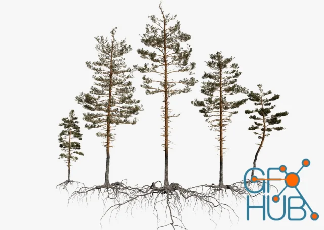 Turbosquid – Pine Tree Pack vol.02 Turbosquid – Pine Tree Pack vol.02