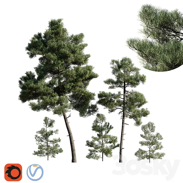 Turkish Pine (Calabrian) Pinus brutia Set 3DModel