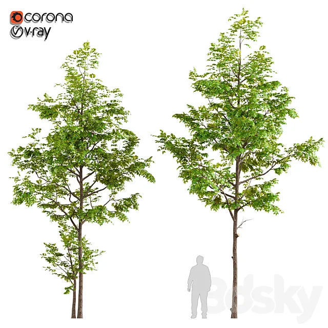 Two ash tree 3DModel