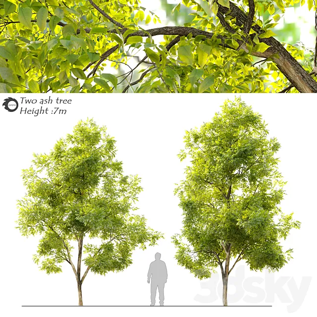 Two ash tree_2 3D Model
