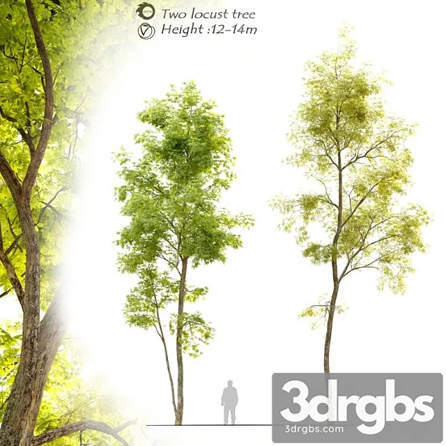 Two Locust Tree 3D Model Download