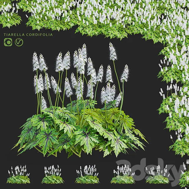 Tyarella cordifolia flowers | Tiarella cordifolia 3D Model