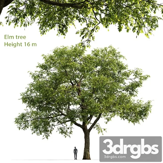 Ulmus 1 3D Model Download