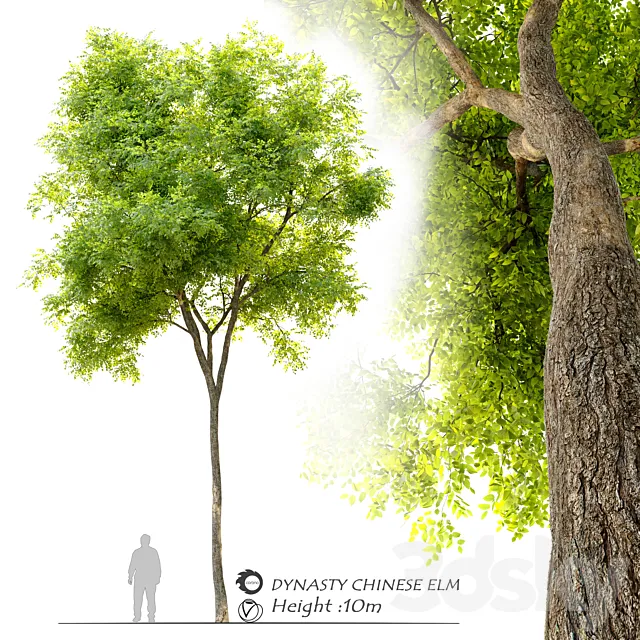 Ulmus parvifolia dynasty (Dynasty chinese elm) 3D Model