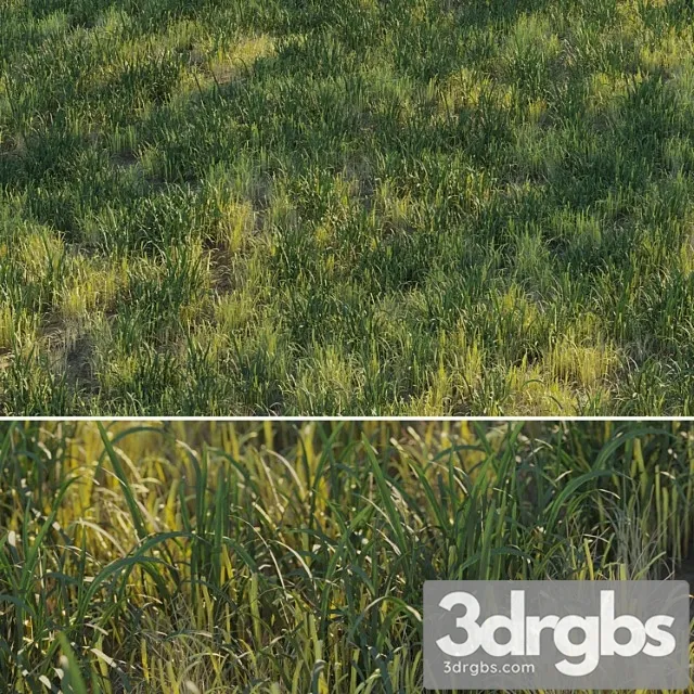 Uncut forest grass collection 03 Uncut forest grass collection 03