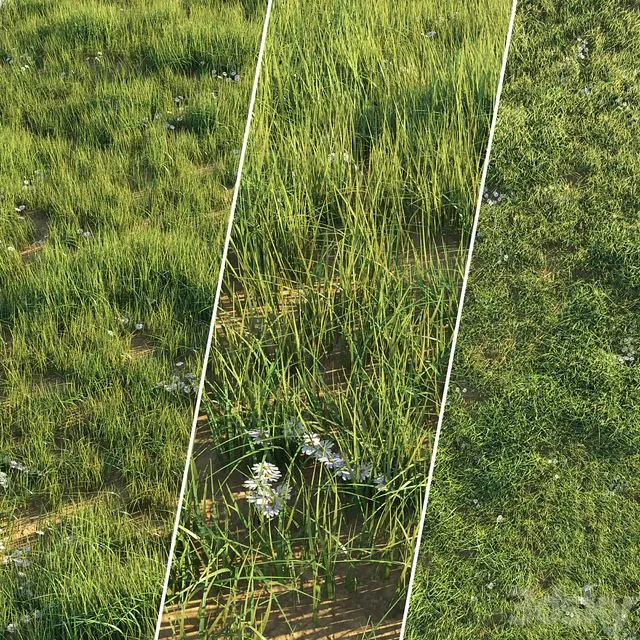 Uncut grass lawn 3D Model Uncut grass lawn 3D Model