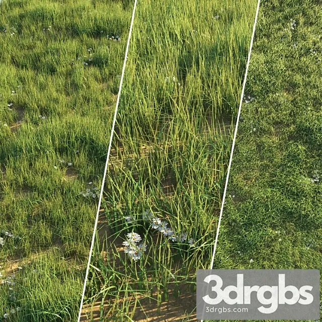 Uncut grass lawn Uncut grass lawn