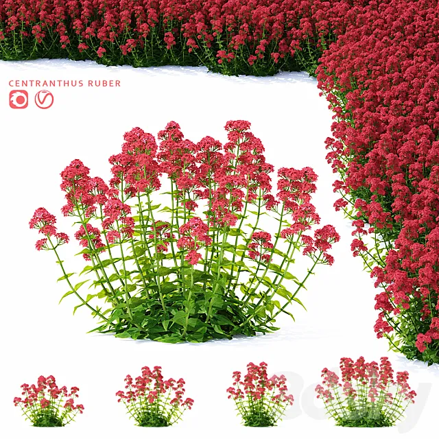 Valerian red flowers | Centranthus ruber 3D Model Valerian red flowers | Centranthus ruber 3D Model