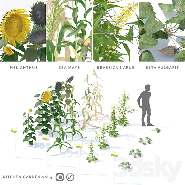 Vegetable garden | Kitchen garden.vol 4 3D Model Vegetable garden | Kitchen garden.vol 4 3D Model