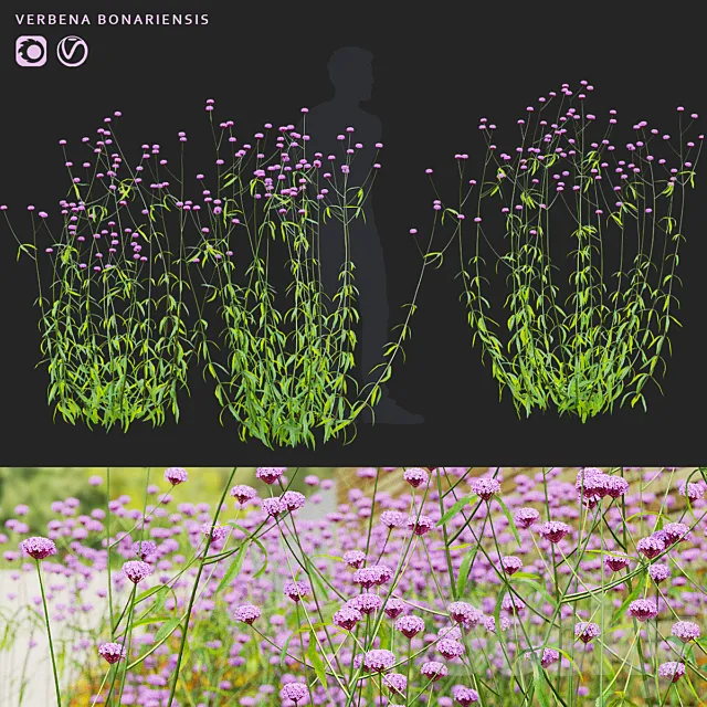 Verbena bonar flowers | Verbena bonariensis 3D Model Verbena bonar flowers | Verbena bonariensis 3D Model