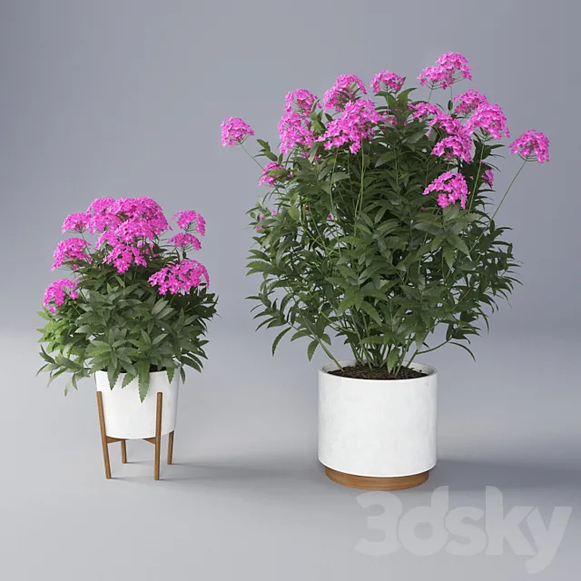 Verbena Flower 3DModel Verbena Flower 3DModel