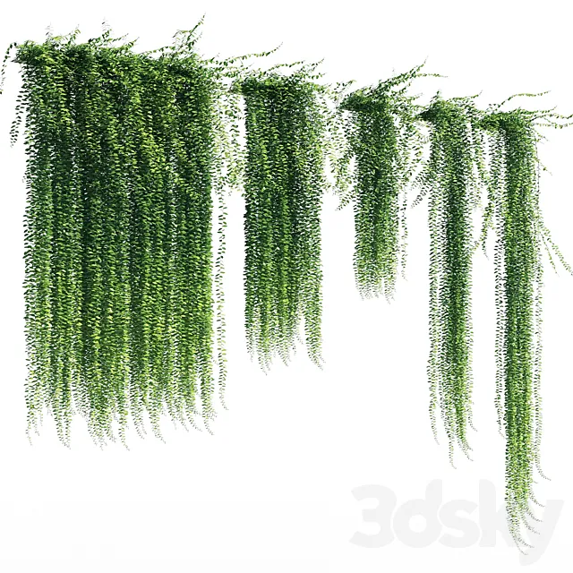 Vernonia elliptica 3DModel Vernonia elliptica 3DModel