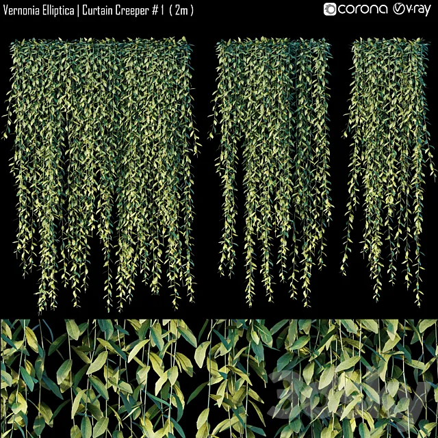 Vernonia Elliptica | Curtain Creeper # 1 (2m) 3D Model Vernonia Elliptica | Curtain Creeper # 1 (2m) 3D Model