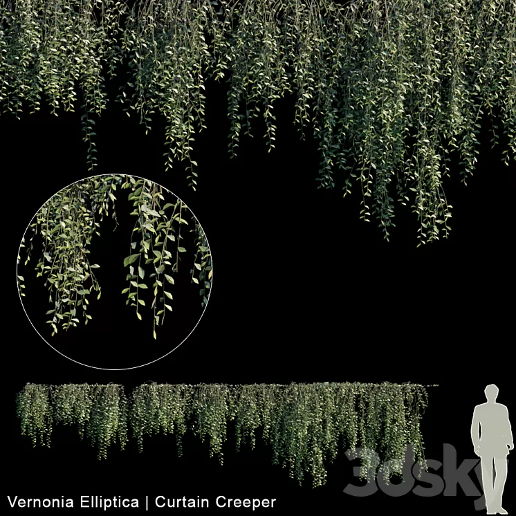 Vernonia Elliptica | Curtain creeper | 10 module 3D Model Vernonia Elliptica | Curtain creeper | 10 module 3D Model