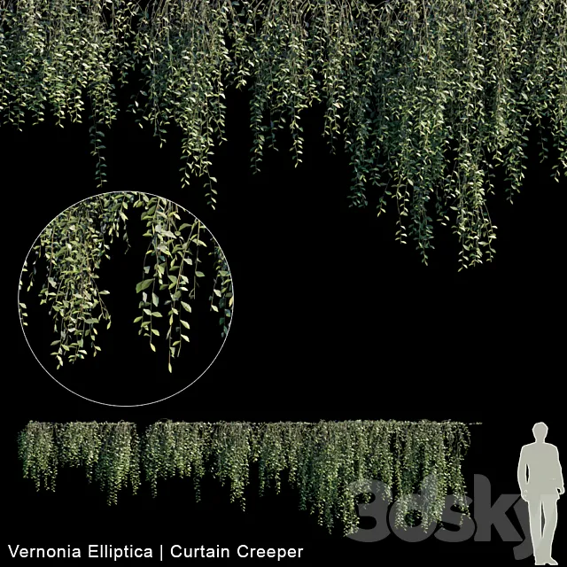 Vernonia Elliptica | Curtain creeper | 10 module 3DModel Vernonia Elliptica | Curtain creeper | 10 module 3DModel
