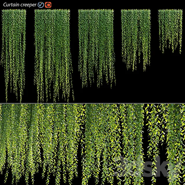 Vernonia Elliptica | Curtain creeper 3D Model Vernonia Elliptica | Curtain creeper 3D Model