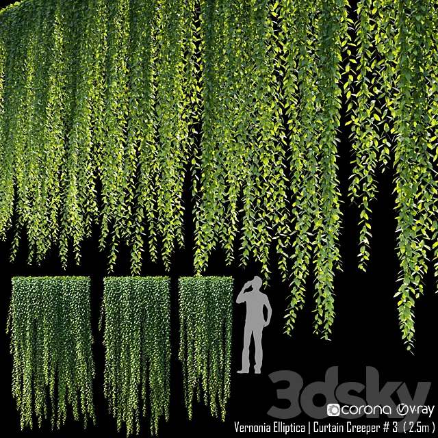 Vernonia Elliptica | Curtain Creeper # 4 (2.5m) 3D Model Vernonia Elliptica | Curtain Creeper # 4 (2.5m) 3D Model