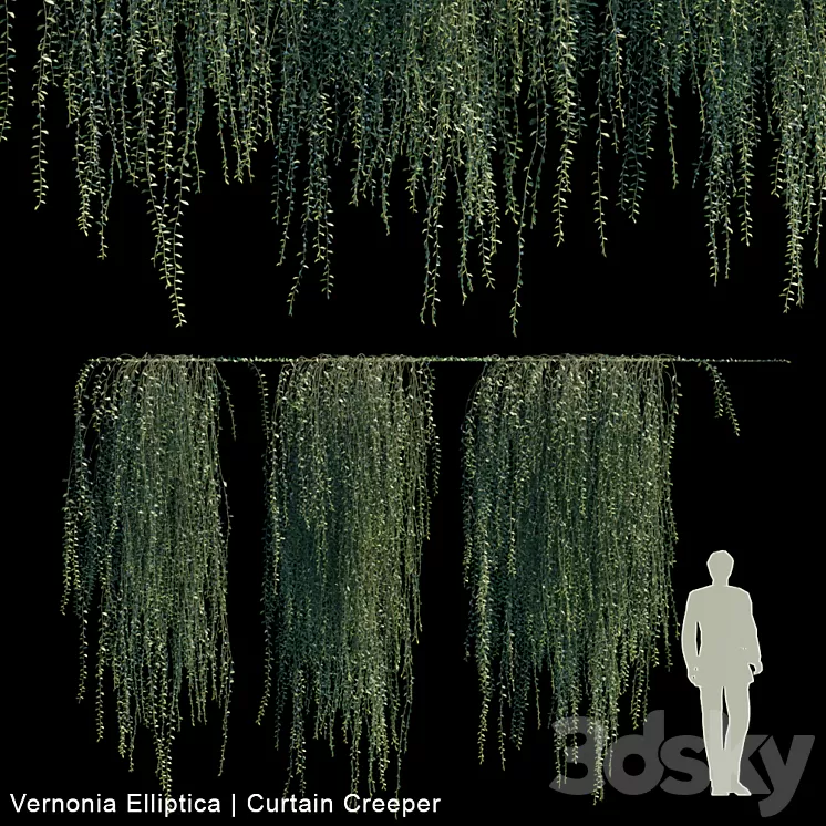 Vernonia Elliptica | Curtain Creeper V2 3D Model Vernonia Elliptica | Curtain Creeper V2 3D Model