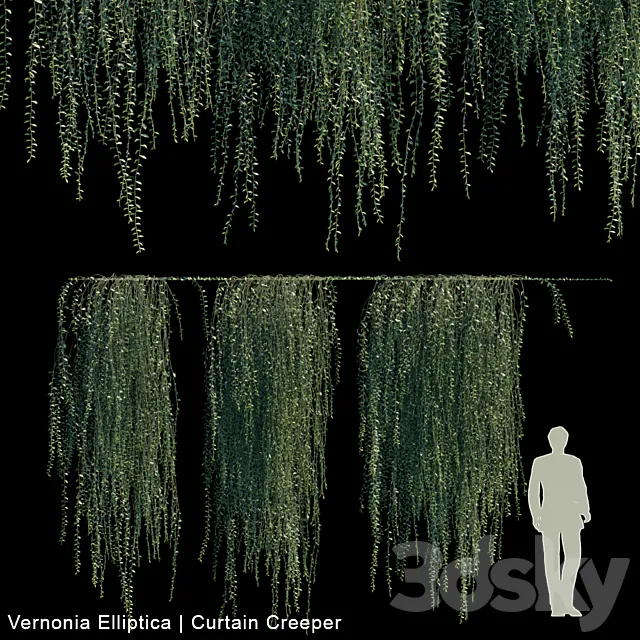 Vernonia Elliptica | Curtain Creeper V2 3DModel Vernonia Elliptica | Curtain Creeper V2 3DModel