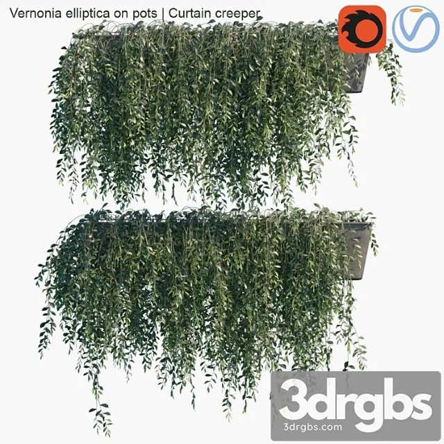 Vernonia Elliptica On Pots Curtain Creeper 3D Model Download