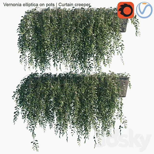 Vernonia elliptica on pots | Curtain creeper 3D Model Vernonia elliptica on pots | Curtain creeper 3D Model