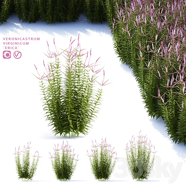 Veronicastrum virgin flowers | Veronicastrum virginicum Erica 3D Model
