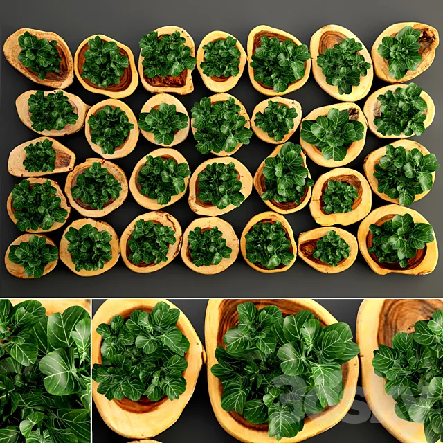 Vertical garden 8. Vertical garden phyto wall eco eco-design wall decor green picture panel wooden cut timber phyto module 3D Model Vertical garden 8. Vertical garden phyto wall eco eco-design wall decor green picture panel wooden cut timber phyto module 3D Model