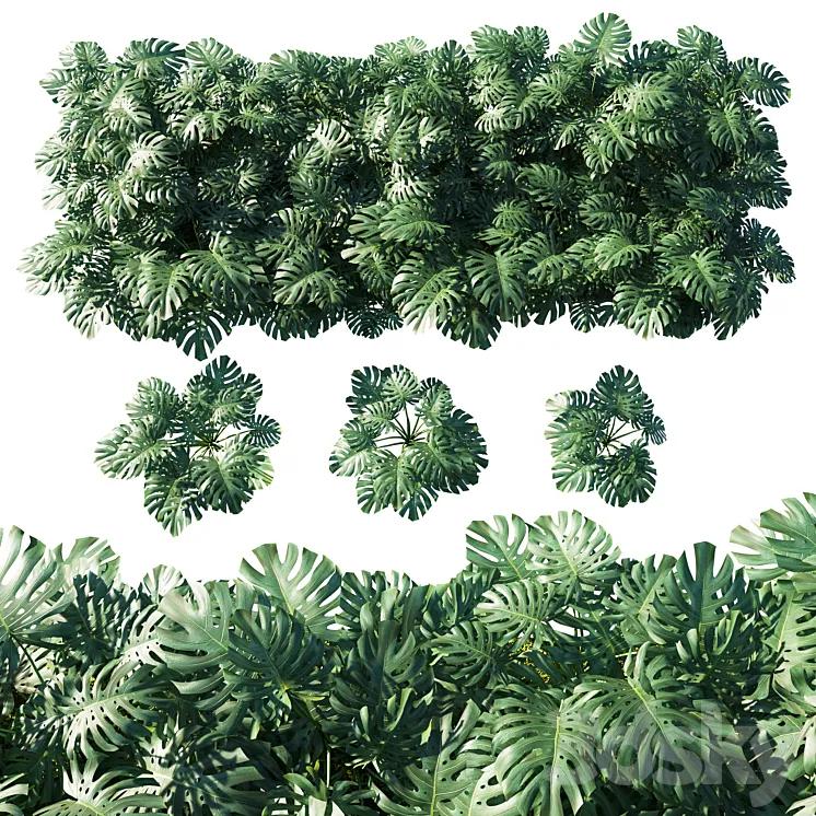 Vertical garden_ Monstera deliciosa 3D Model Free Download