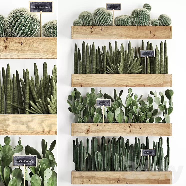 Vertical gardening. 42. Cacti shelf with flowers echinocactus cereus sansevieria Prickly pear Barrel cactus eco design plants phytowall 3D Model Vertical gardening. 42. Cacti shelf with flowers echinocactus cereus sansevieria Prickly pear Barrel cactus eco design plants phytowall 3D Model