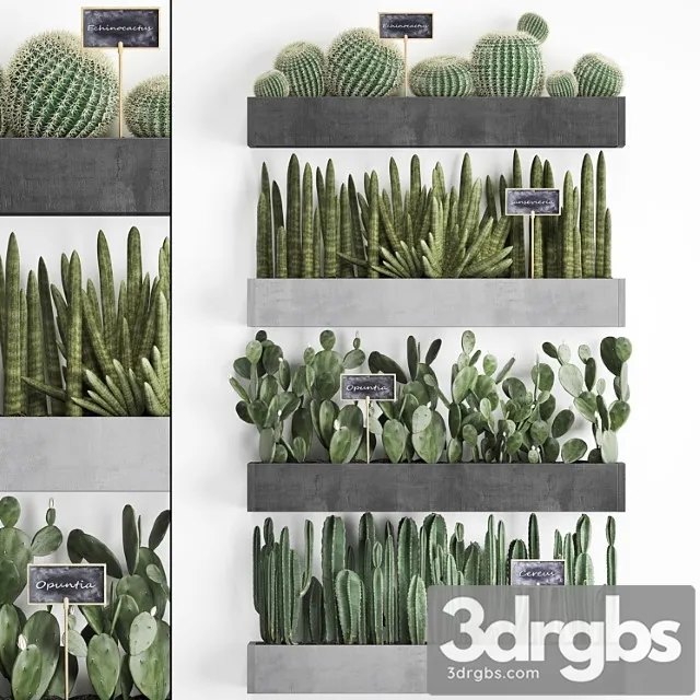 Vertical Gardening 43 Cacti Shelf with Flowers Echinocactus Cereus Sansevieria Prickly Pear Barrel Cactus Eco Design Plants Phytowall 3D Model Download
