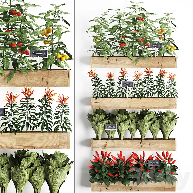Vertical gardening. 45 Kitchen garden kitchen garden vegetables herbs peppers tomatoes tomatoes Lettuce phytomodule phytowall eco design natural decor vegetable garden 3D Model Vertical gardening. 45 Kitchen garden kitchen garden vegetables herbs peppers tomatoes tomatoes Lettuce phytomodule phytowall eco design natural decor vegetable garden 3D Model