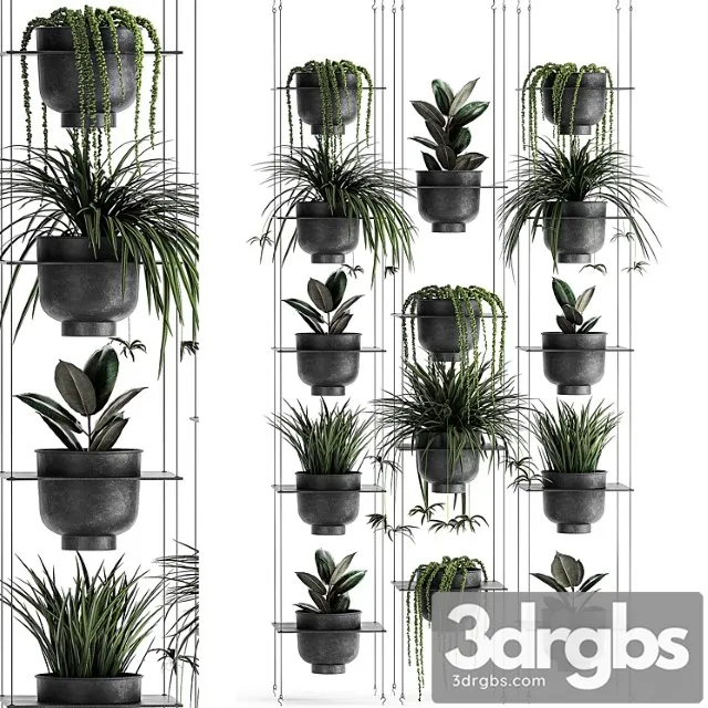 Vertical gardening home garden flower shelf with chlorophytum, ficus, rowley’s krestovnik, phytostena, phytomodule. set 61 Vertical gardening home garden flower shelf with chlorophytum, ficus, rowley’s krestovnik, phytostena, phytomodule. set 61