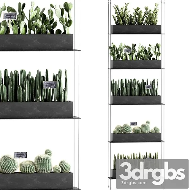 Vertical gardening home garden flower shelf with prickly pear cacti, cereus, phytostena, phytomodule. set 66 Vertical gardening home garden flower shelf with prickly pear cacti, cereus, phytostena, phytomodule. set 66
