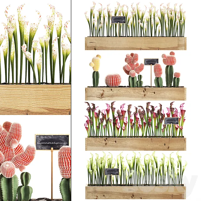 Vertical gardening in wooden wall boxes pots with cactus Sarracenia Gymnocalcium desert plants. Set 44. 3D Model Vertical gardening in wooden wall boxes pots with cactus Sarracenia Gymnocalcium desert plants. Set 44. 3D Model