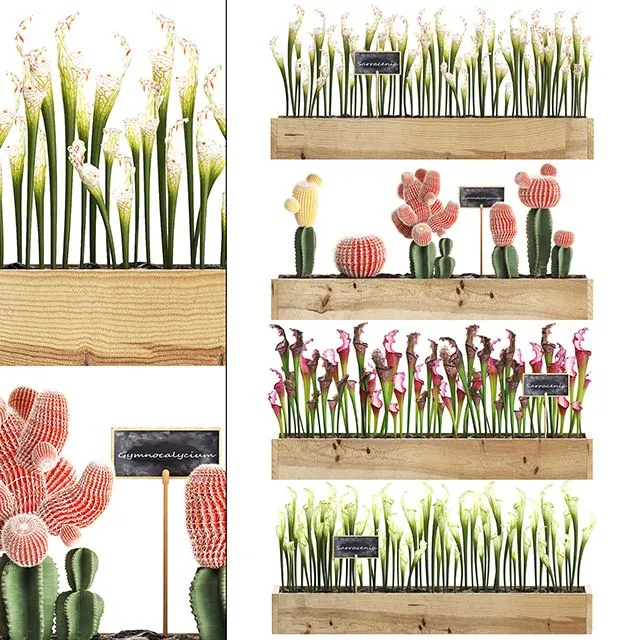 Vertical gardening in wooden wall boxes pots with cactus Set 44 3D Model Vertical gardening in wooden wall boxes pots with cactus Set 44 3D Model