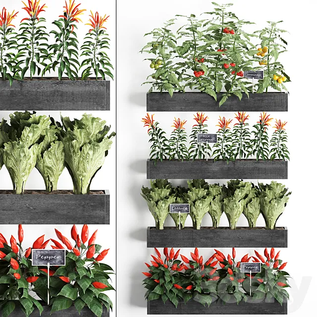 Vertical gardening in wooden wall boxes pots with kitchen garden vegetable garden vegetables herbs peppers tomatoes tomatoes lettuce. Set 47. 3D Model Vertical gardening in wooden wall boxes pots with kitchen garden vegetable garden vegetables herbs peppers tomatoes tomatoes lettuce. Set 47. 3D Model