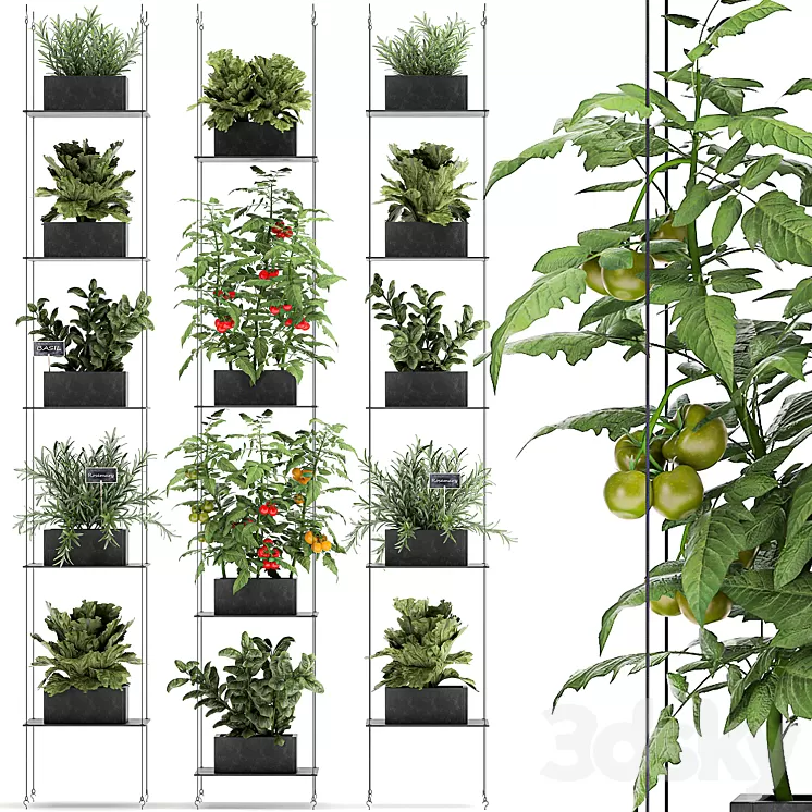 Vertical gardening kitchen garden garden with vegetables tomatoes peppers herbs lettuce rosemary. Set 69. 3D Model Vertical gardening kitchen garden garden with vegetables tomatoes peppers herbs lettuce rosemary. Set 69. 3D Model