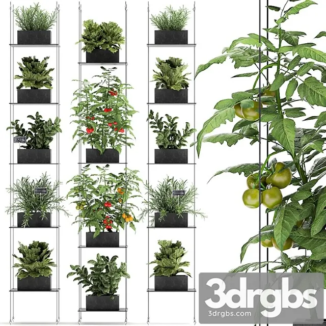 Vertical gardening kitchen garden garden with vegetables, tomatoes, peppers, herbs, lettuce, rosemary. set 69. Vertical gardening kitchen garden garden with vegetables, tomatoes, peppers, herbs, lettuce, rosemary. set 69.