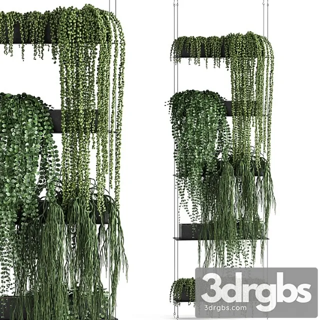 Vertical gardening succulents, hanging plants, a black shelf, a krestovnik, a phytostena, a phytomodule. set 65 Vertical gardening succulents, hanging plants, a black shelf, a krestovnik, a phytostena, a phytomodule. set 65