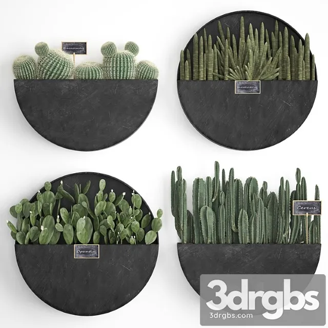 Vertical landscaping for the wall with a black metal shelf with cacti, prickly pear, cereus, sansevieria. set 55 Vertical landscaping for the wall with a black metal shelf with cacti, prickly pear, cereus, sansevieria. set 55