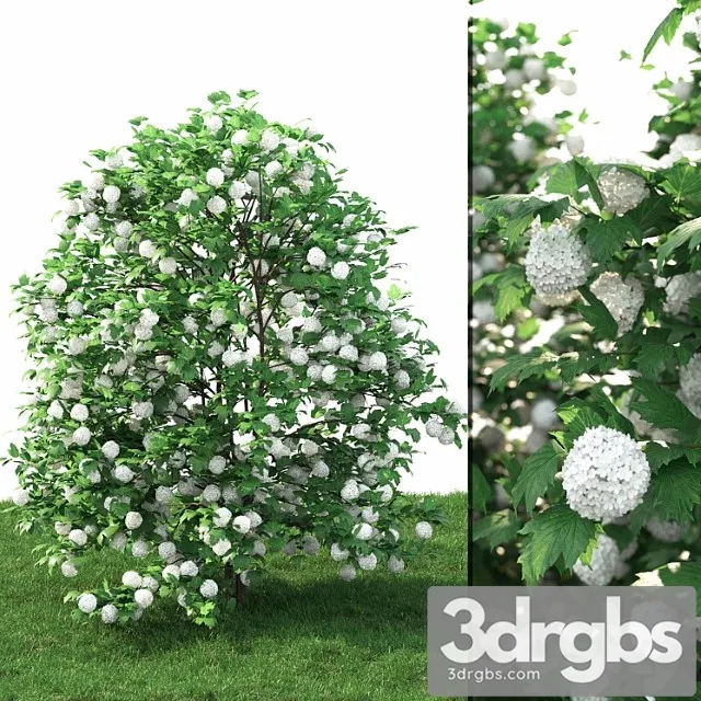 Viburnum 1 3D Model Download