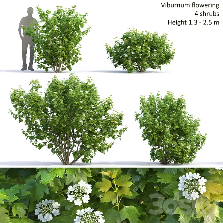 Viburnum 3D Model