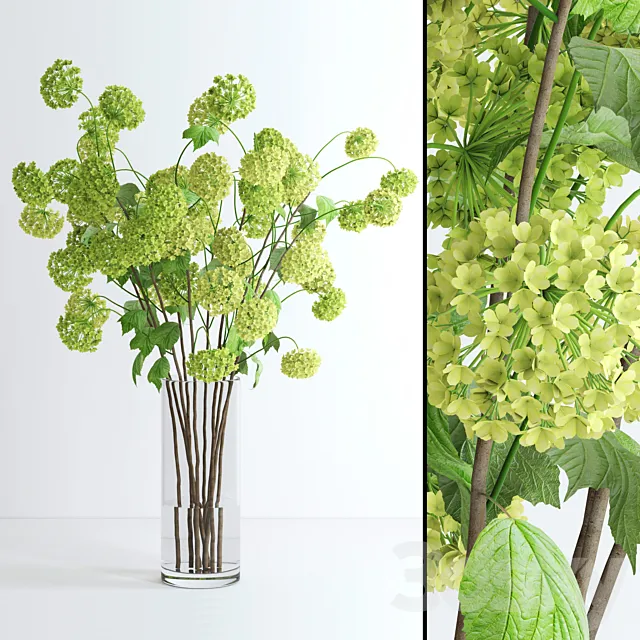 Viburnum 3DModel