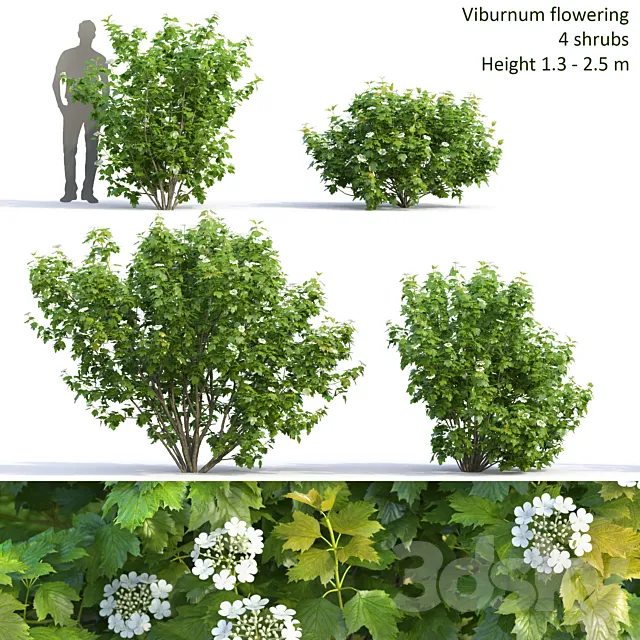 Viburnum 3DModel
