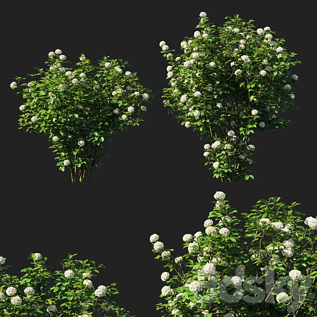 Viburnum dentatum_blue muffin arrowwood 3D Model