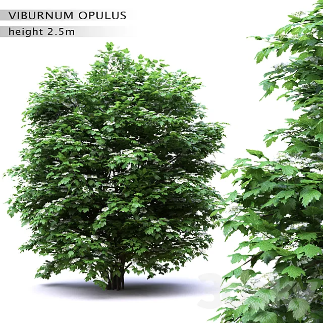 Viburnum flowering 3D Model