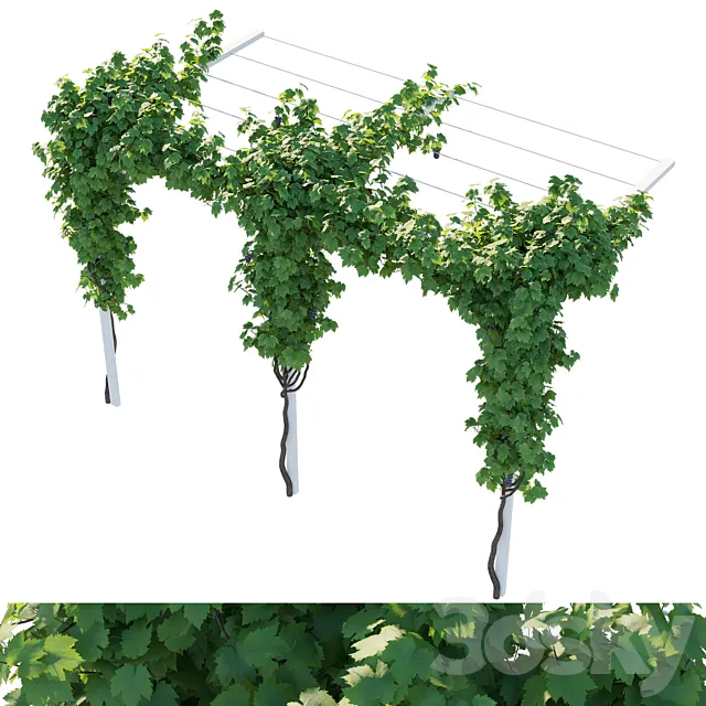 Vines grapes 3D Model